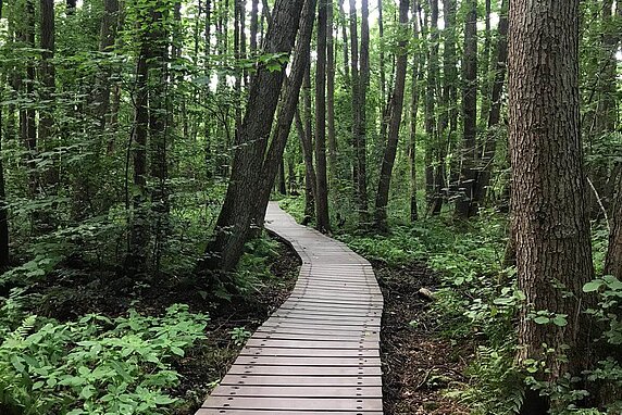 A boardwalk that winds through greenery and trees.