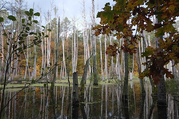 Swampy forest with white birch trees surrounded by water with gree moss on the surface.