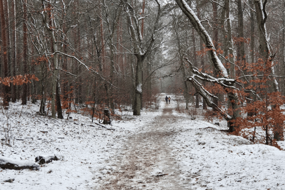 Snowy hiking trail in the wintertime with bare trees on either side.