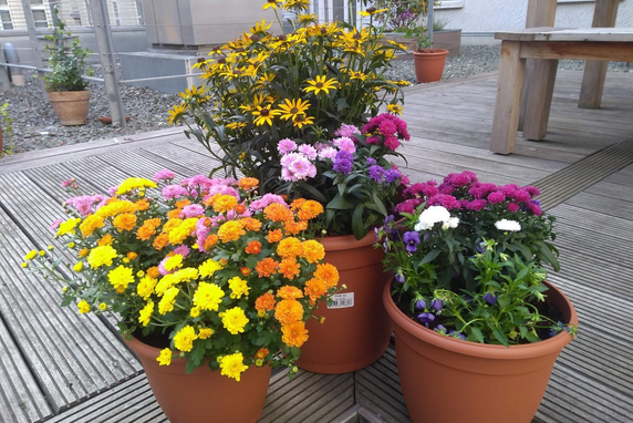 Three terracotta-colored pots filled with colorful flowers atop wooden planks on the rooftop terrace.