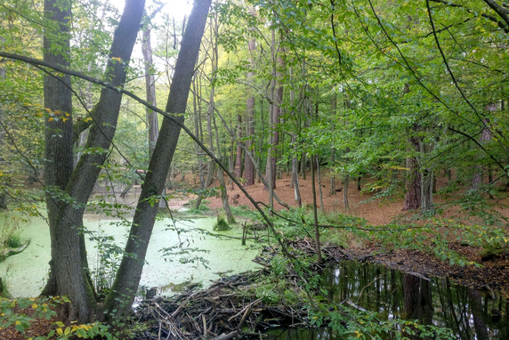 Pond in a forest partially covered in green algae and surrounded by green trees.